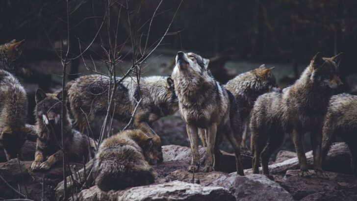 The Mutant Wolves of Chernobyl Have Evolved to Survive Cancer