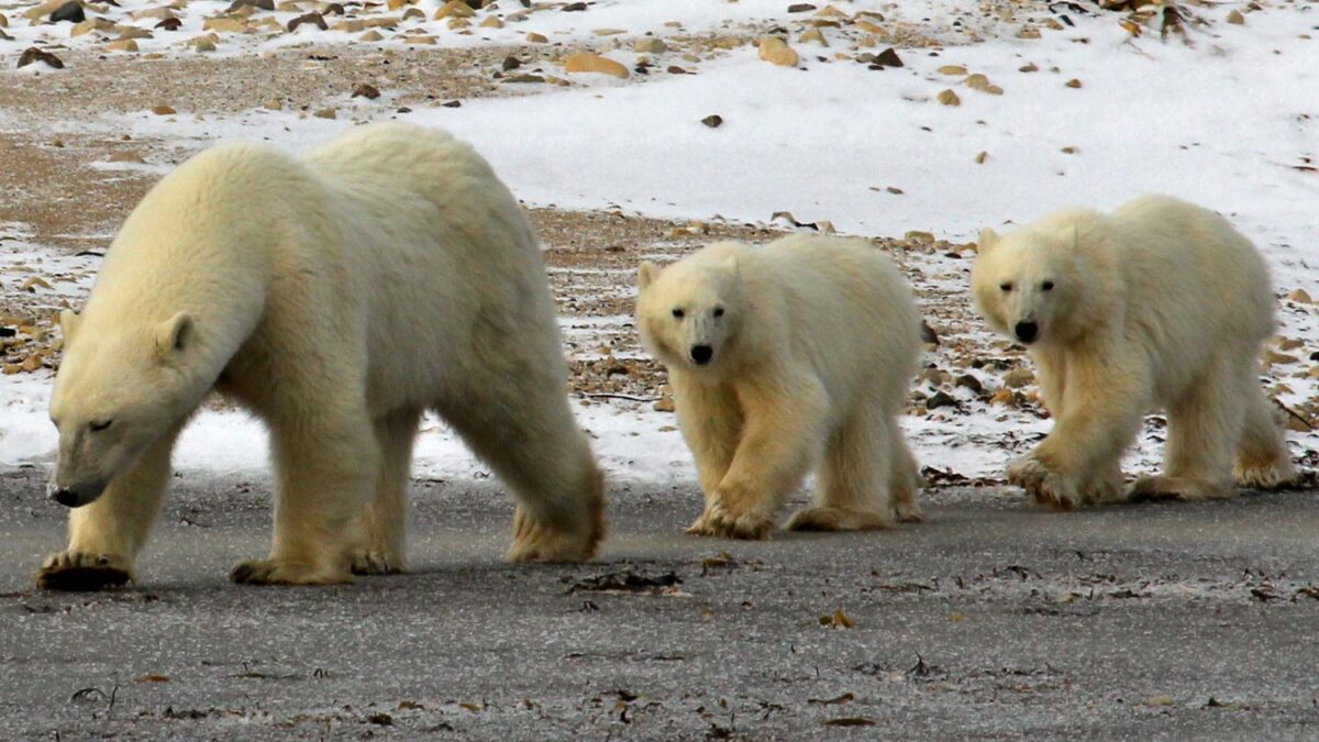 The Critical First Days That Decide Polar Bear Cub Survival
