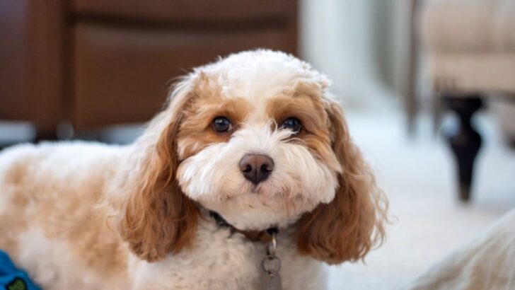 Understanding the Language of Loyalty: What Your Dog’s Actions Truly Mean