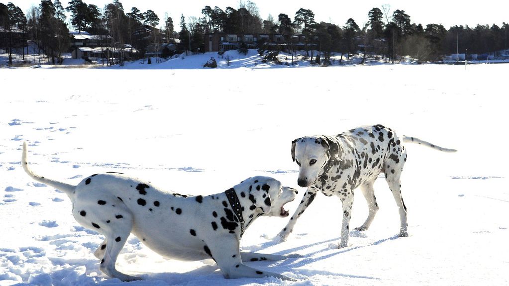 Understanding the Language of Loyalty: 10 Dog Breeds Trainers Warn About for Indoor Living