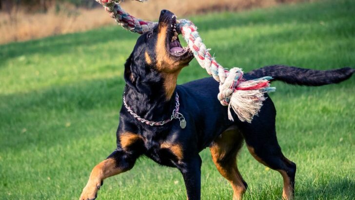 11 Dog Breeds Known for Poor Bladder Control