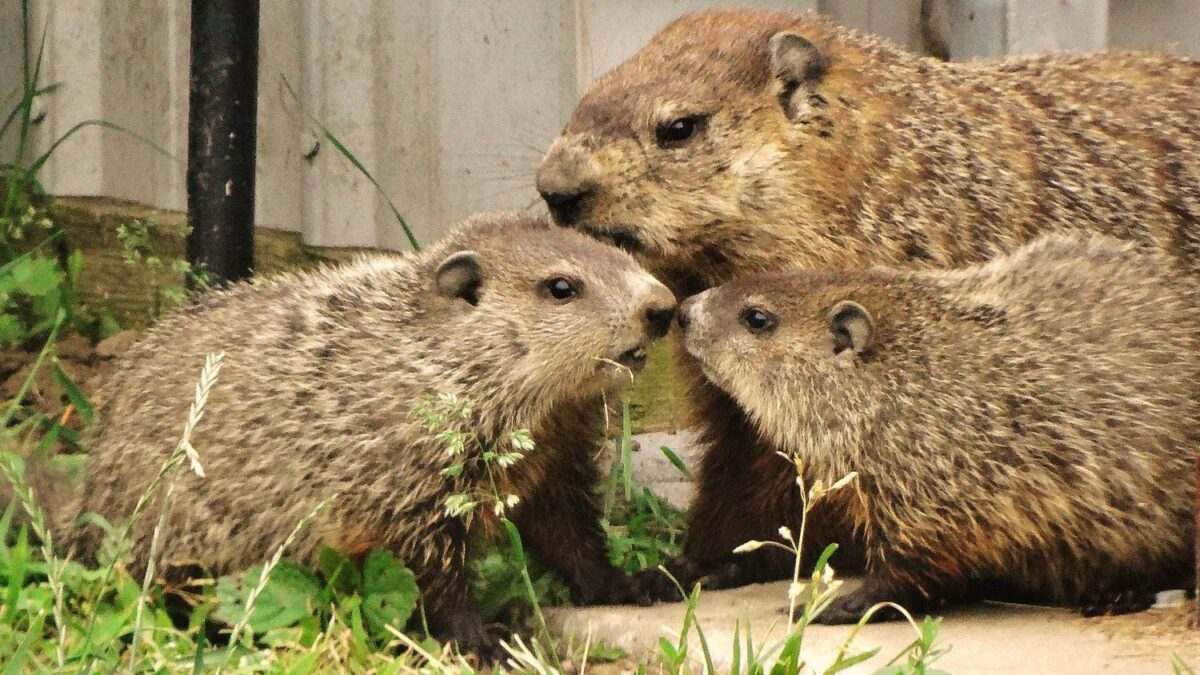 Things That Attract Groundhogs Into Your Garden