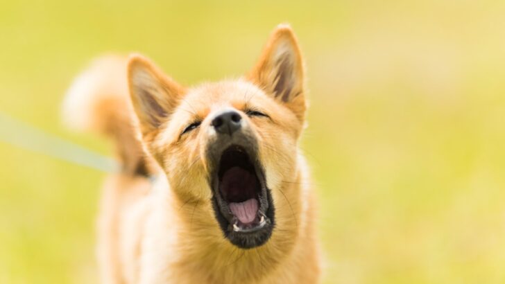 5 Essential Training Tricks to Quiet a Barking Dog