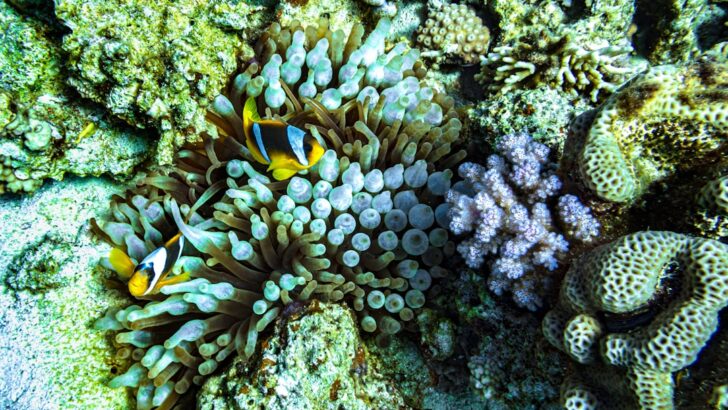 Coral Reefs’ Daily Pulse Drives Rhythms in Nearby Ocean Microbes