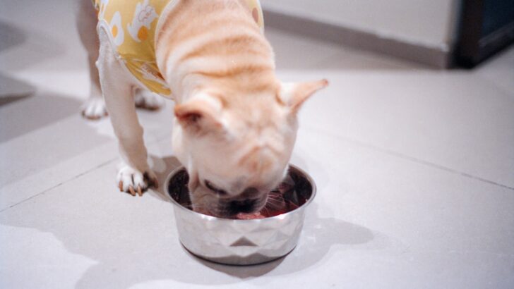 Vet-Endorsed Pet Nutrition Strategies for Peak Health and Wellness