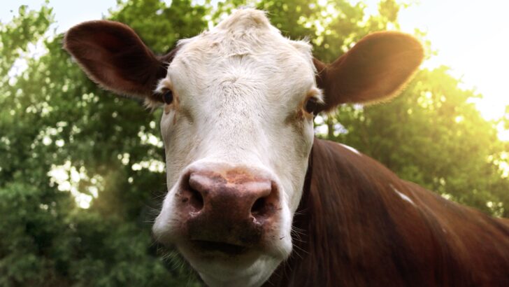 Bird Flu Antibodies Detected in Netherlands Dairy Cow in Europe’s First Case