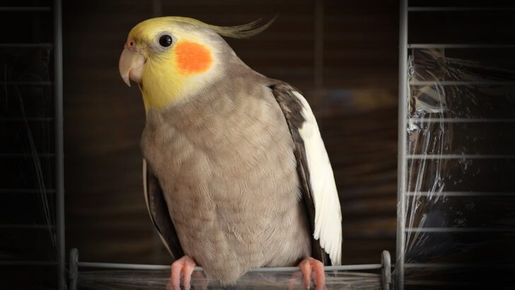 Experts Say UVB Lighting Mimic Vital Sunlight for Pet Birds