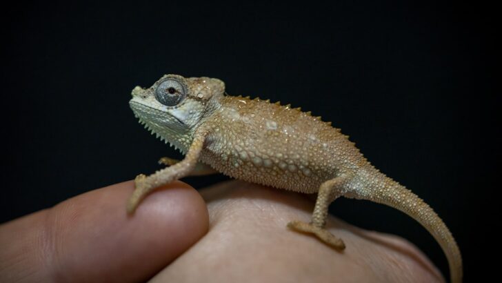 How Reptile Heating Systems with Panels, Lamps, or Ceramics Change Optimal Pet Care