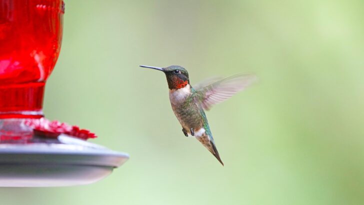 How Smart Bird Feeders with Instant Alerts Transform Backyard Birdwatching