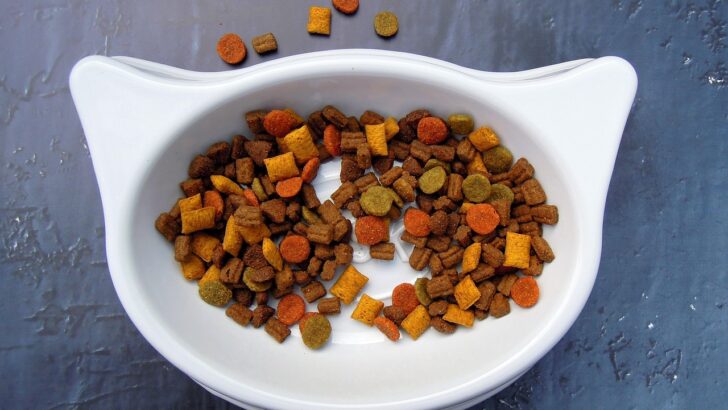Vet-Approved Pet Bowls with Safest Materials for Healthier Daily Meals