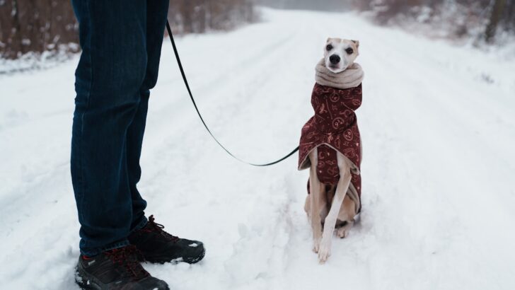 Why Taking Your Dog Out for Short Walks is Vital in Winter Months