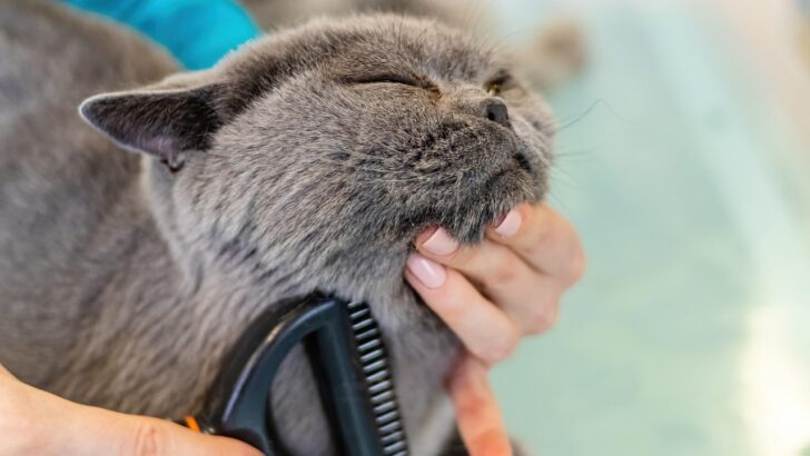 Gentle Steps to Groom a Cat That Hates Brushes