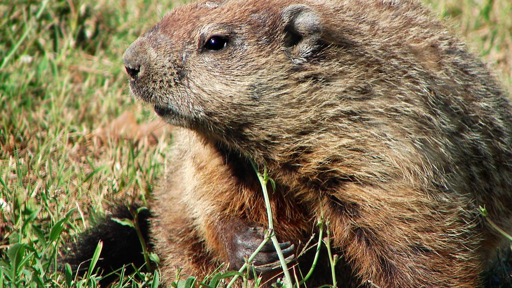 The US States With the Most Groundhogs