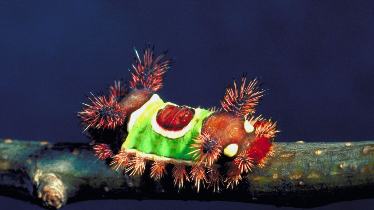 10 Most Beautiful and Strangest Caterpillars in The World