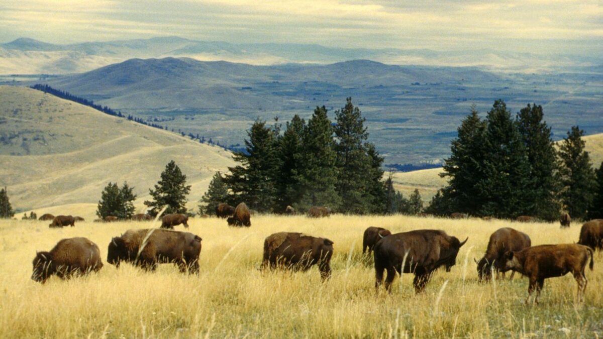 The Yellowstone Ecosystem Thrives Due to Its Interconnected Wildlife
