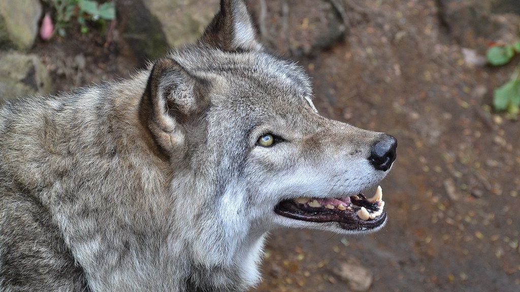 The One Trick You Should Remember If You're Stalked BY a Wolf