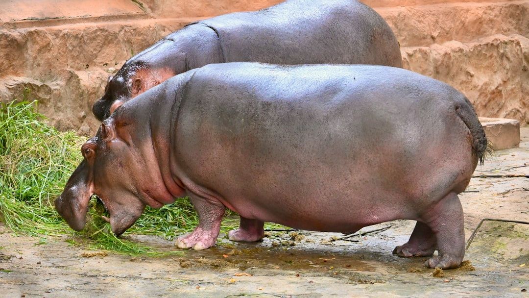 12 Hippo Facts That Will Blow Your Mind