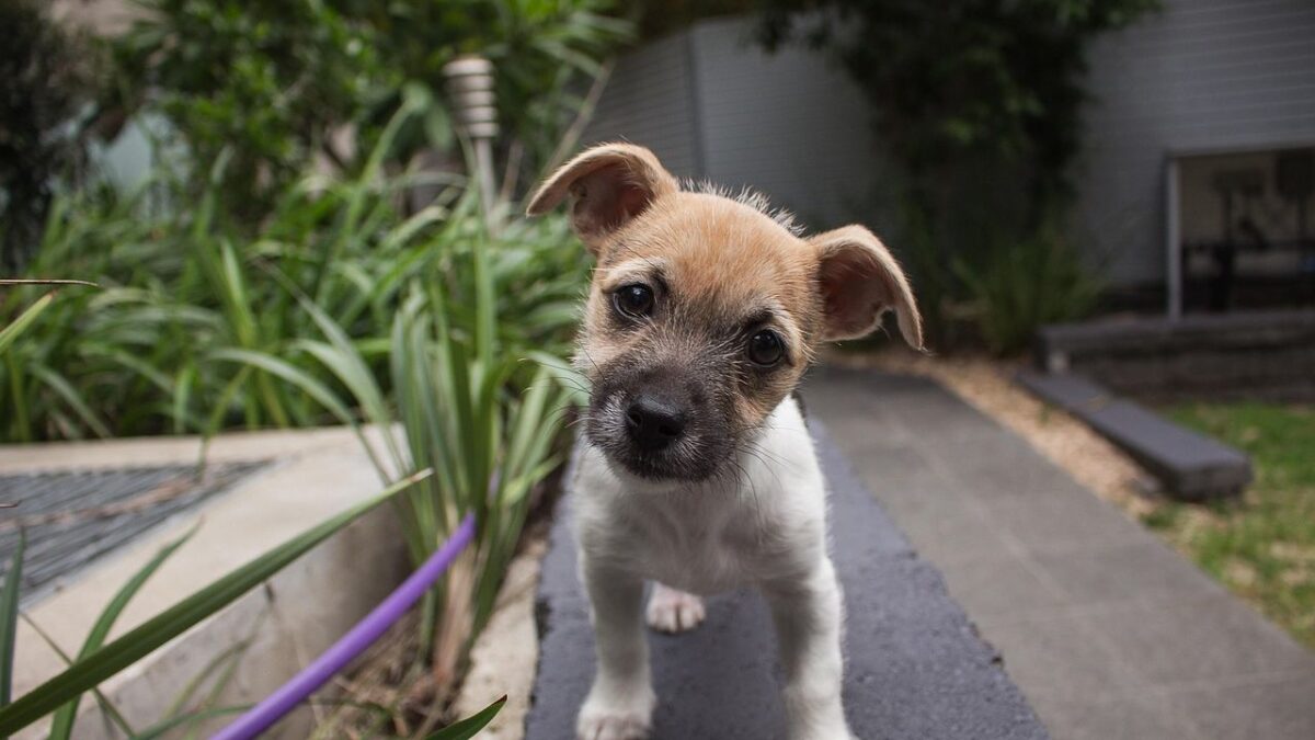 Why Do Dogs Tilt Their Heads When You Talk to Them?