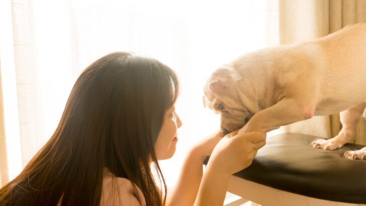 A New Guide to Caring for Dogs the Right Way
