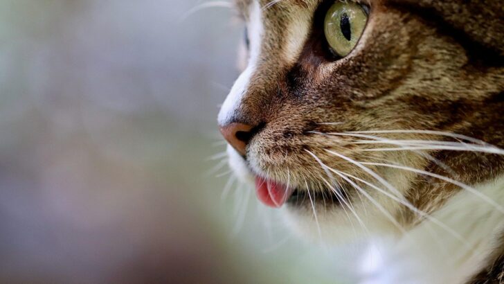 Essential Tips for a Healthier, Happier Cat