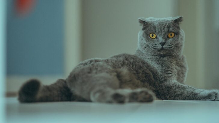 Netherlands Sets a New Global Standard for Humane Pet Breeding