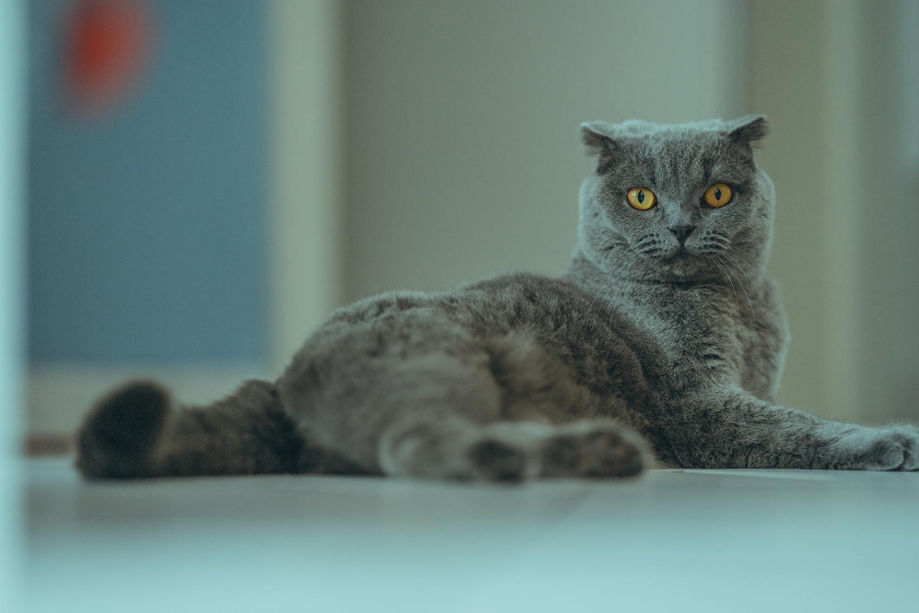 The Netherlands Now Bans These Breeds, Citing Their Suffering