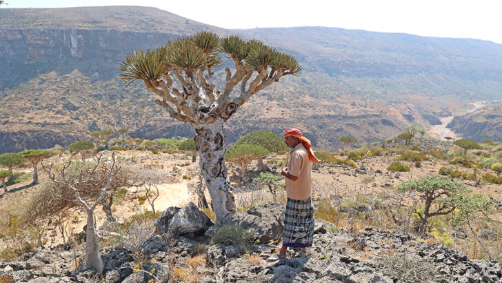 On a Remote Island Conservationists Race to Save Ancient Trees