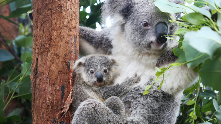 How Koala Family Trees Help Scientists Track Virus Spread and Cancer Risks