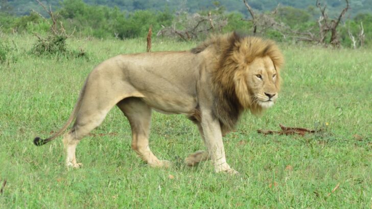 Poaching Surge Threatens Africa’s Iconic Lions with Extinction