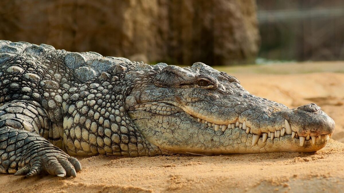 6 Crocodile Facts That Haven't Changed in Millions of Years