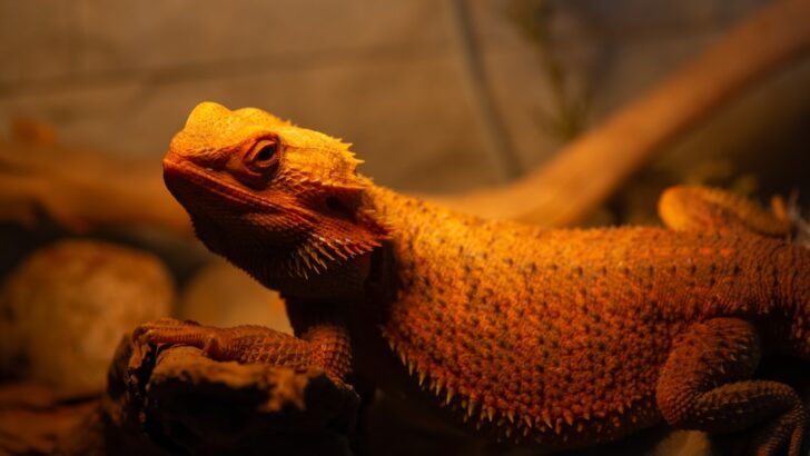 Scientists Investigate Why Some Bearded Dragons Grow to Record Sizes