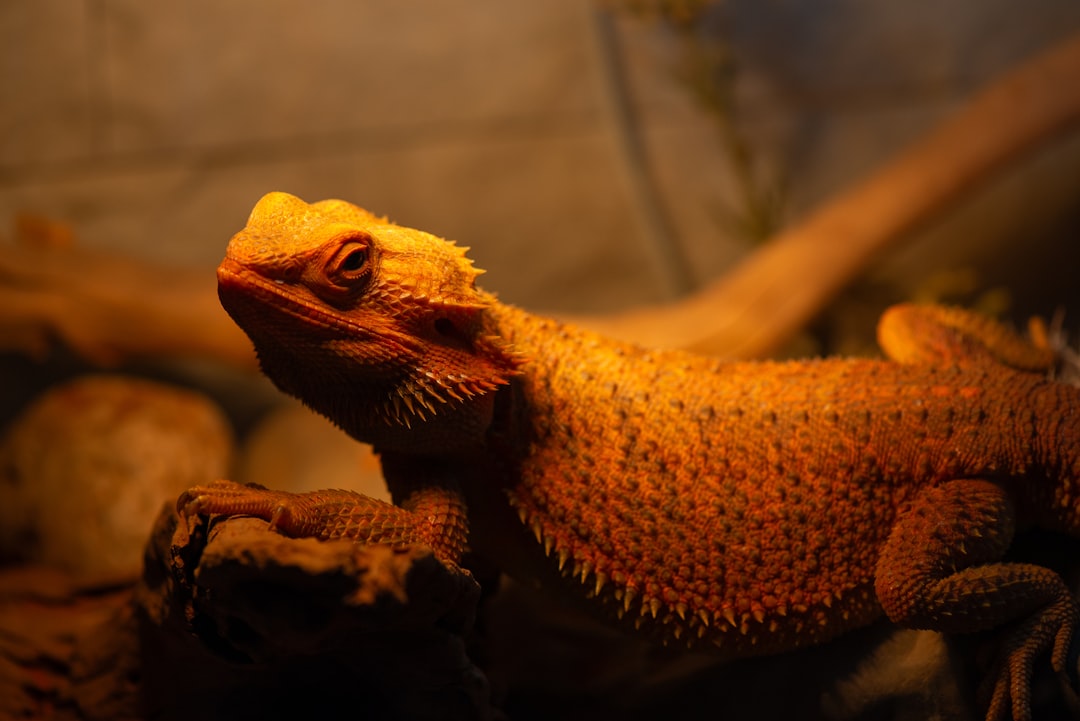 The Mighty Bearded Dragon: Unveiling the Secrets of Their Impressive Size