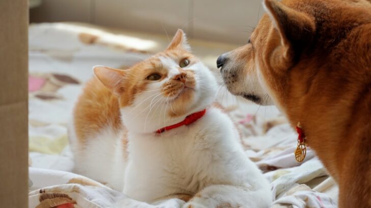 Science Reveals How Cats Compare to Dogs in Word Recognition