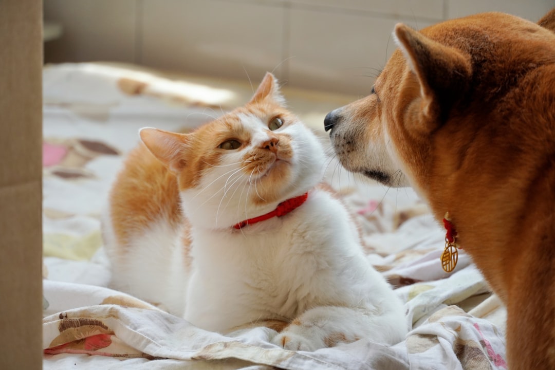 Can Cats Learn Words Like Dogs? What Science Says