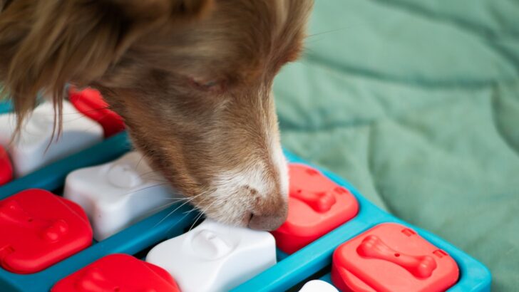 Personalized Enrichment Could Be the Key to Happier, Healthier Dogs