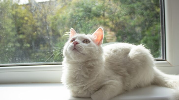 Why Cat Purrs Remain Constant While Meows Evolve