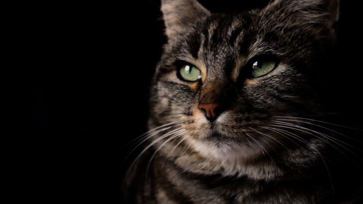 What Research Reveals About a Cat’s So Called Sixth Sense