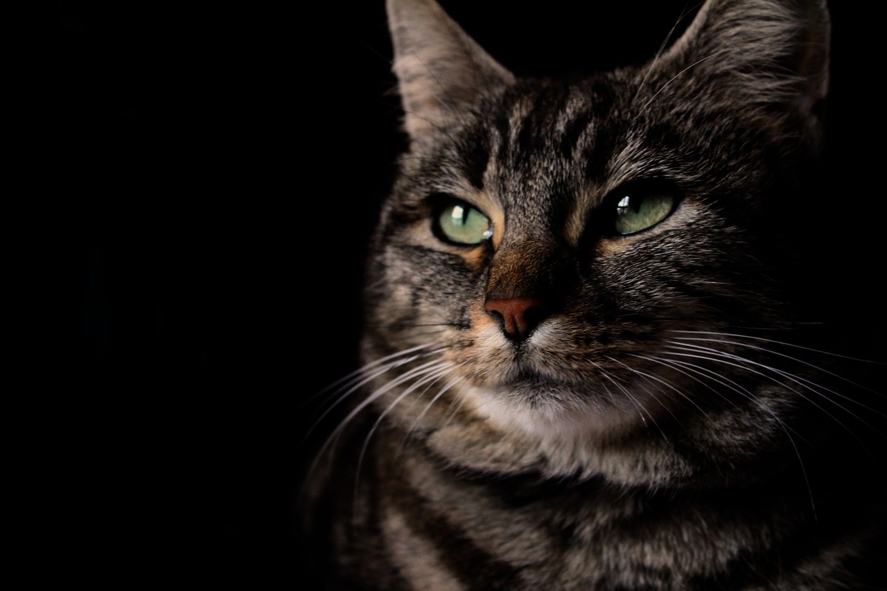 The Magical Powers of Cats: What They Sense That We Don&rsquo;t