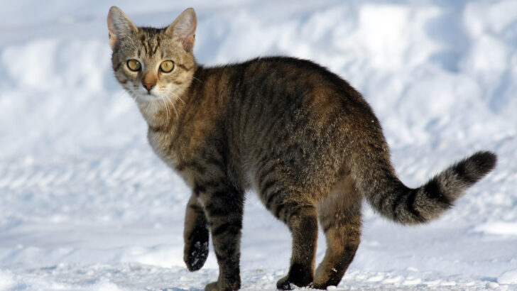 Cats Hold Memories of Kindness and Stress Longer Than You Think