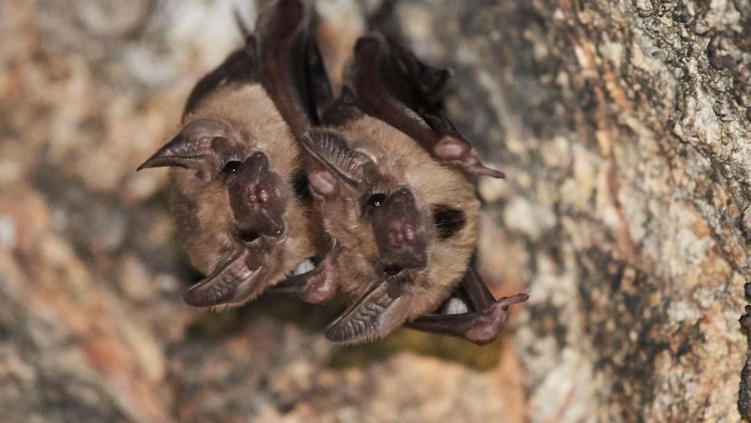The US States With the Most Brown Bats