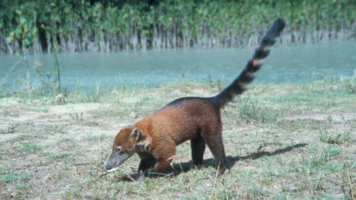 How One Rescue Group Is Rebuilding Lives for Rare Amazon Animals