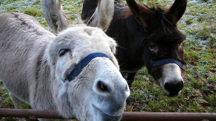 Lonely Donkey Ends Decade of Isolation with a New Friend at Rewild Refuge