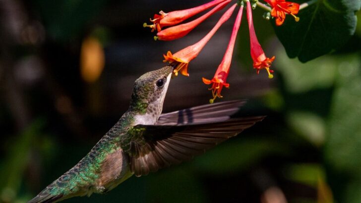 Tiny Hummingbirds Prove to Be Some of Nature&rsquo;s Toughest Fighters
