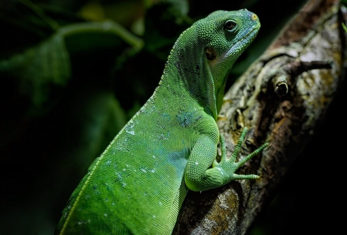 Reptile Habitat Setup Checklist Essentials Beginners Always Miss