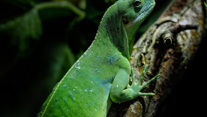 What First Time Reptile Keepers Commonly Miss When Setting Up Habitats