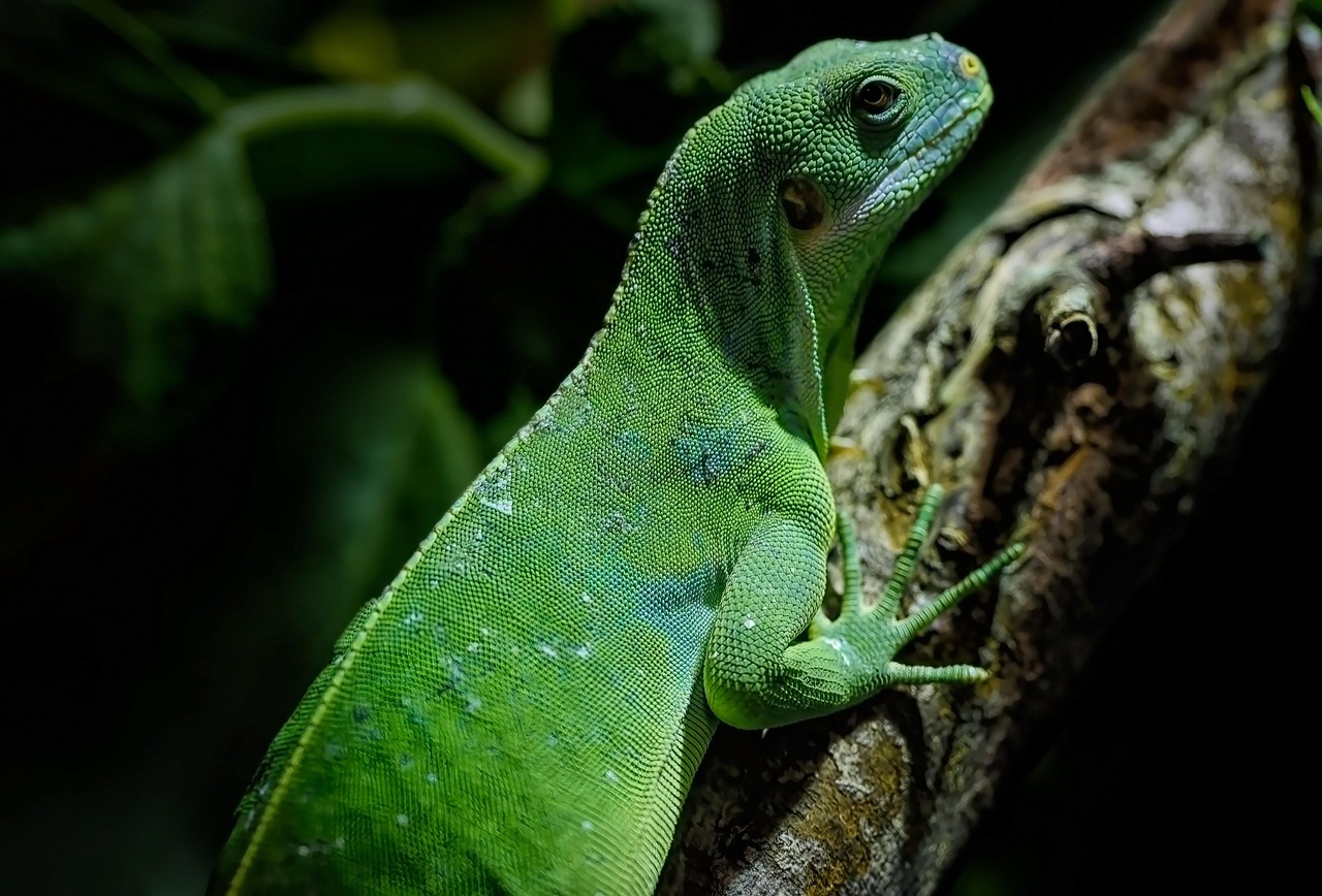 Reptile Habitat Setup Checklist Essentials Beginners Always Miss