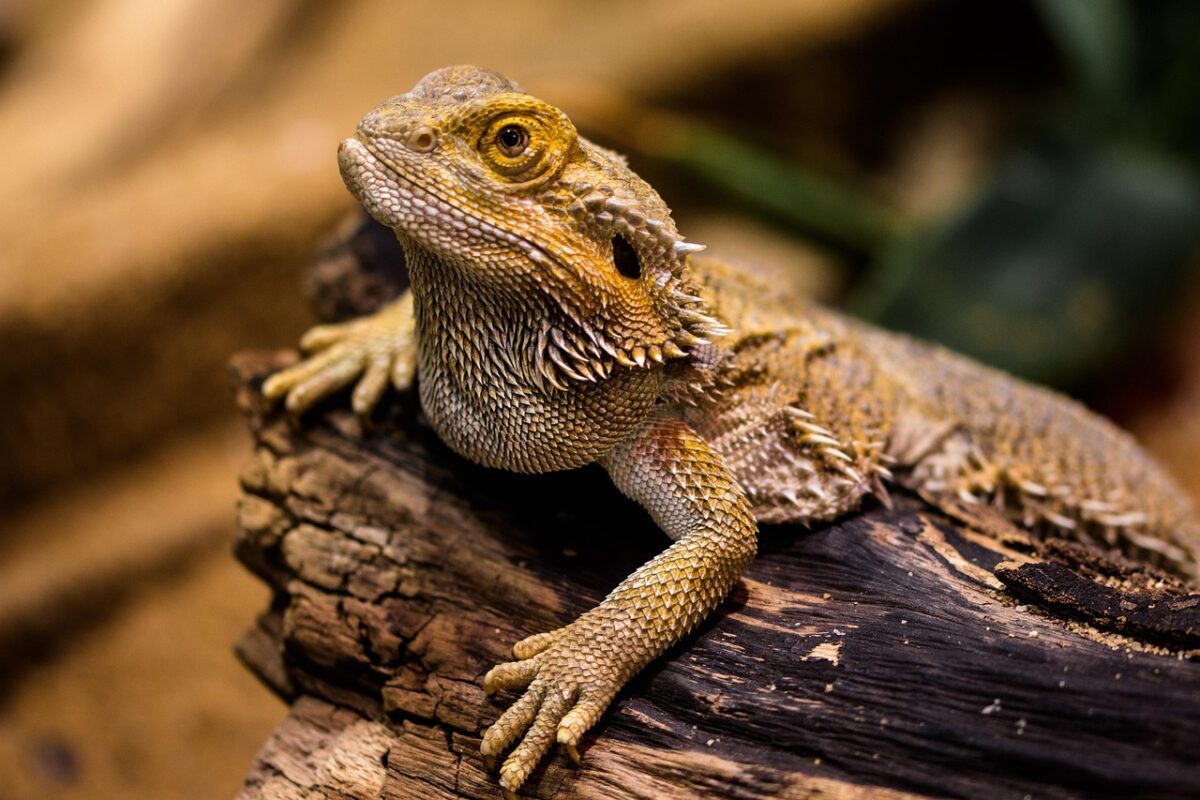 Do Bearded Dragons Really Enjoy Toys?