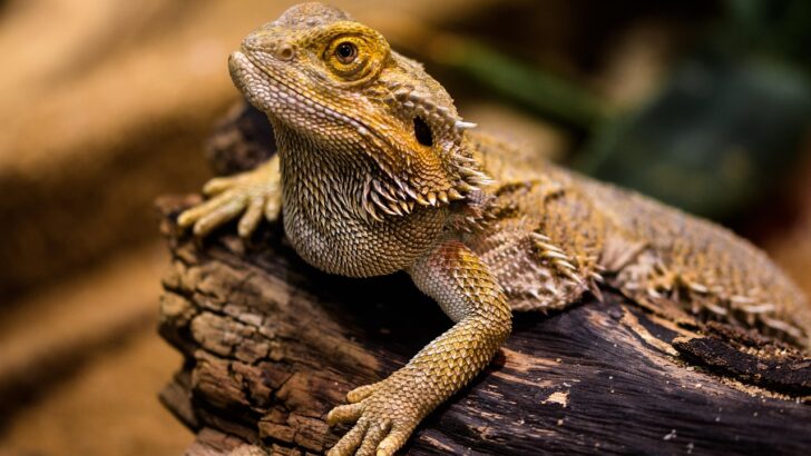 The Surprising Impact of Toys on Bearded Dragon Health