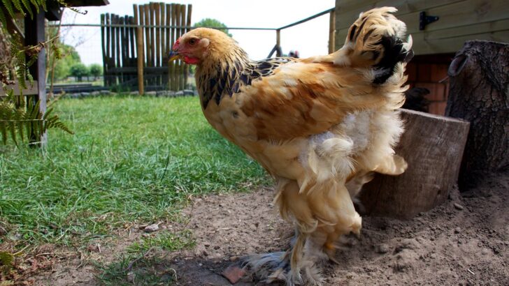 Science Reveals How Chickens Share Traits With Dogs