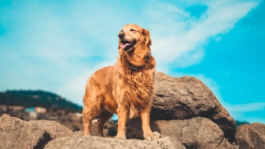 10 Ways a Golden Retriever Can Improve Your Life